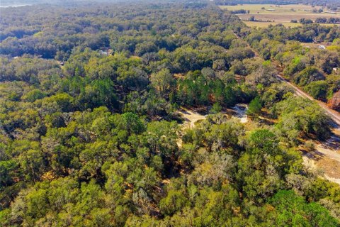 Land in Citra, Florida № 2162377 - photo 22