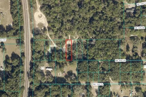 Land in Citra, Florida № 2162377 - photo 9