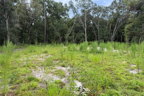 Land in Interlachen, Florida № 1893620 - photo 7