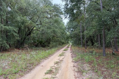 Land in Interlachen, Florida № 1893620 - photo 14