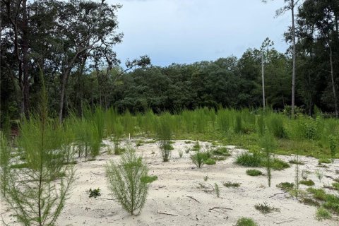 Land in Interlachen, Florida № 1893620 - photo 10