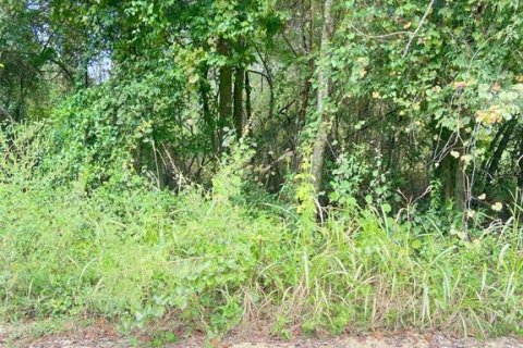 Land in Ocala, Florida № 2164216