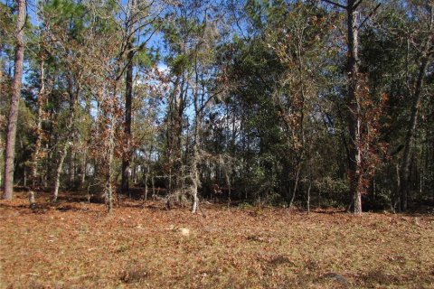 Land in Ocala, Florida № 2165343 - photo 9