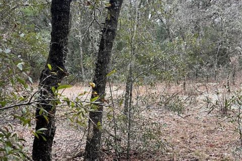 Land in Dunnellon, Florida № 2165252 - photo 5