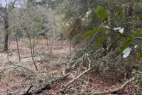Land in Dunnellon, Florida № 2165252 - photo 6