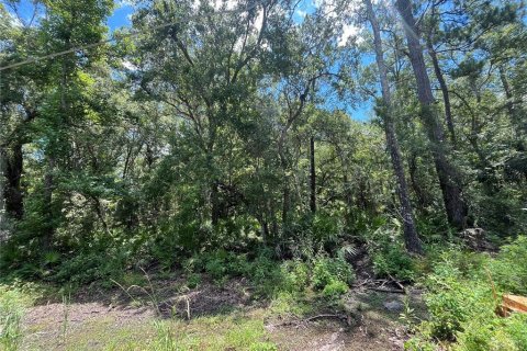 Land in Crawfordville, Florida № 1847507 - photo 4