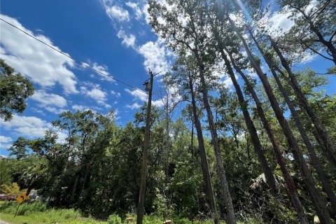 Land in Crawfordville, Florida № 1847507 - photo 9