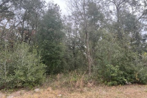 Land in Webster, Florida № 2159026 - photo 5