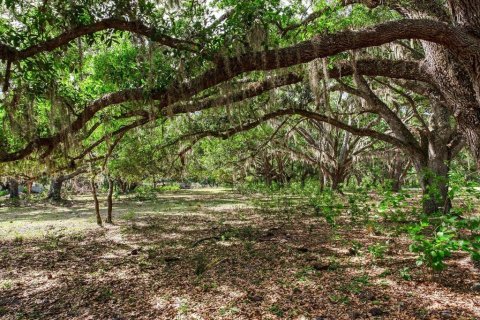 Land in Thonotosassa, Florida № 2166483 - photo 7