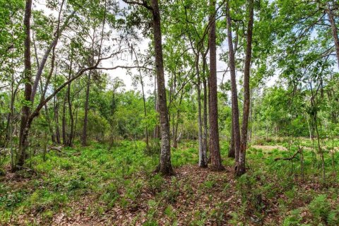 Land in Thonotosassa, Florida № 2166483 - photo 14