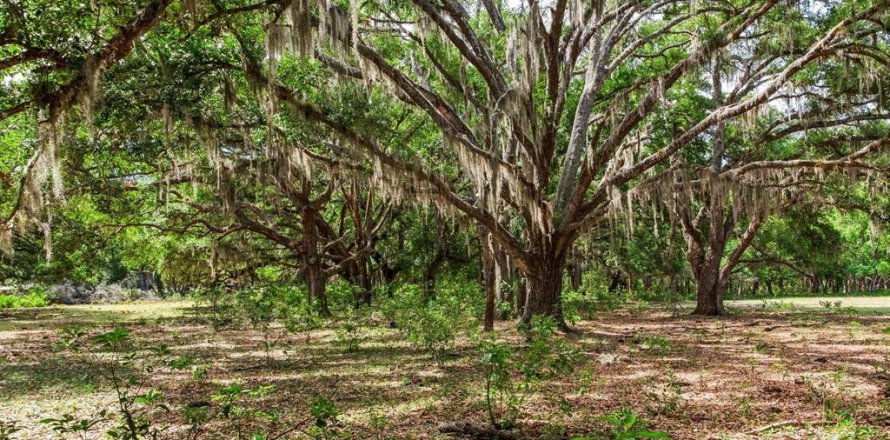 Land in Thonotosassa, Florida № 2166483