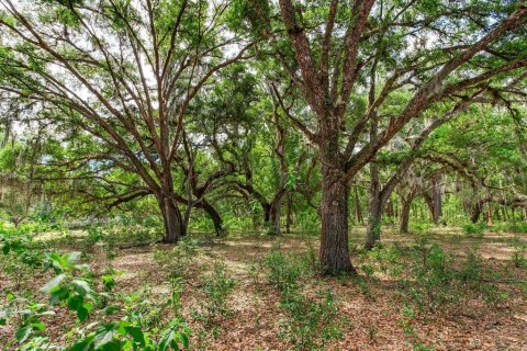 Land in Thonotosassa, Florida № 2166483 - photo 9