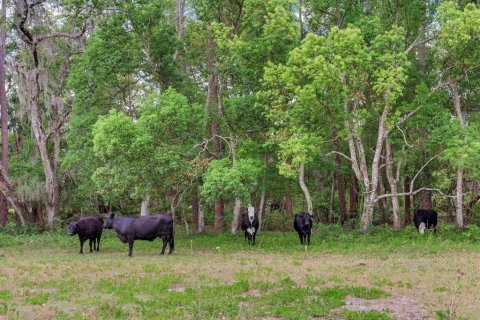 Land in Thonotosassa, Florida № 2166483 - photo 17
