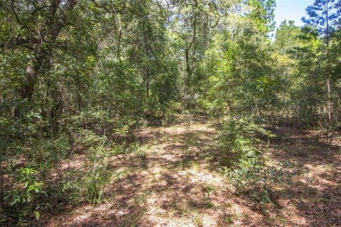 Terreno en venta en Hawthorne, Florida № 1912489 - foto 11
