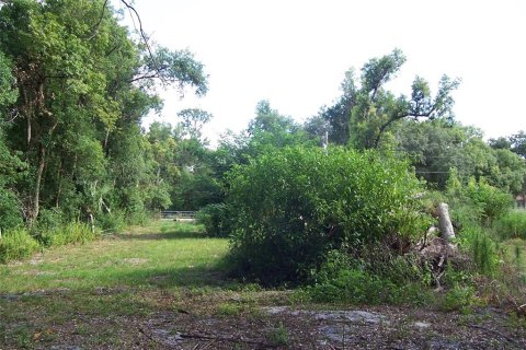 Land in Eustis, Florida № 217568 - photo 4