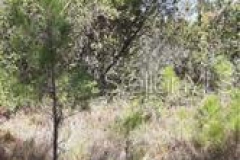 Terreno en alquiler en Clermont, Florida № 229338 - foto 6