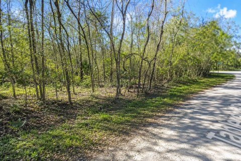 Land in Webster, Florida № 2167032 - photo 3