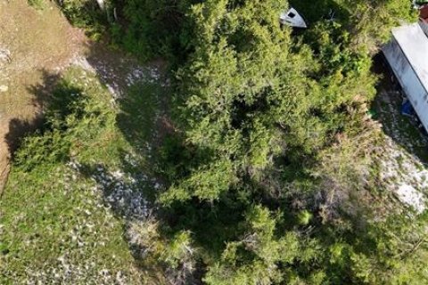 Land in Eustis, Florida № 1538869 - photo 2