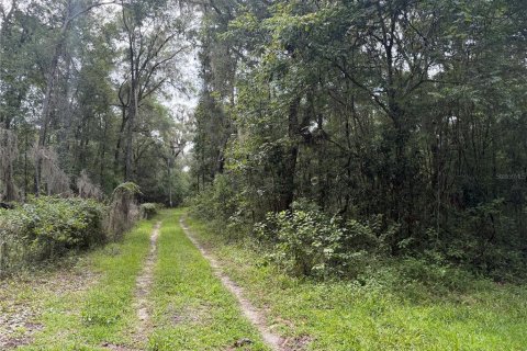 Land in Gainesville, Florida № 2321616 - photo 2