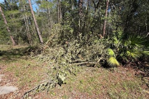 Land in Fort MC Coy, Florida № 2159636 - photo 6