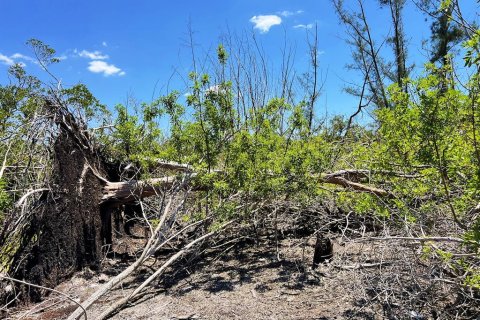 Terreno en venta en Englewood, Florida № 1574290 - foto 9