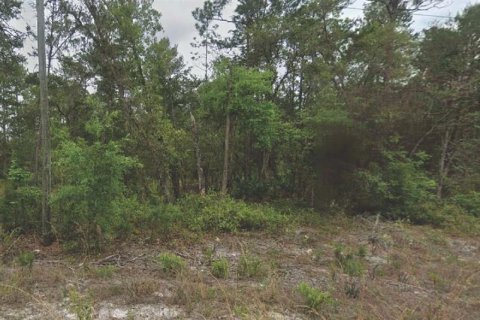 Terrain à Satsuma, Floride № 2160320