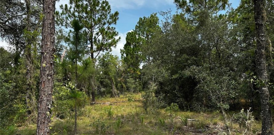 Terrain à Williston, Floride № 2230064