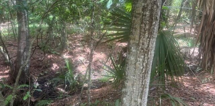 Propiedad comercial en Ormond Beach, Florida № 2259645