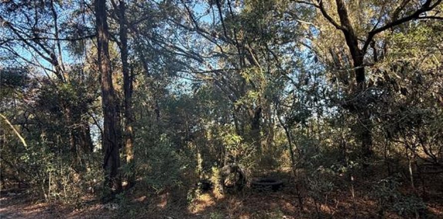 Terrain à Ocala, Floride № 2205026