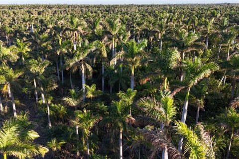 Terreno en venta en Bokeelia, Florida № 1555484 - foto 5