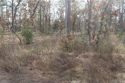 Land in Dunnellon, Florida № 2164972