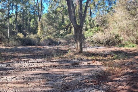 Land in Georgetown, Florida № 2165094 - photo 3