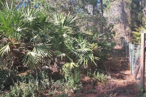 Land in Georgetown, Florida № 2165094 - photo 4