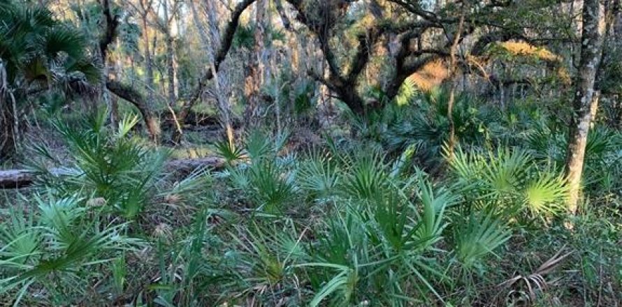 Terrain à Venus, Floride № 2136269