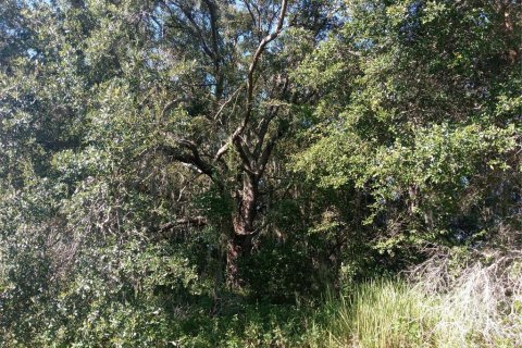 Land in Clermont, Florida № 1884335 - photo 11