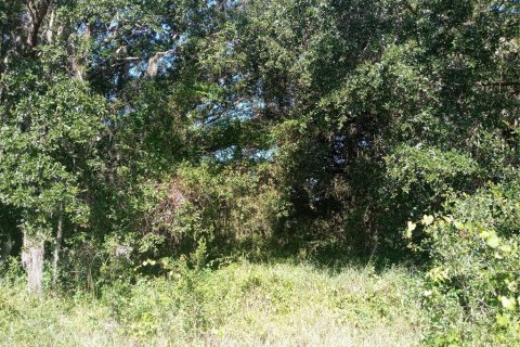 Land in Clermont, Florida № 1884335 - photo 10