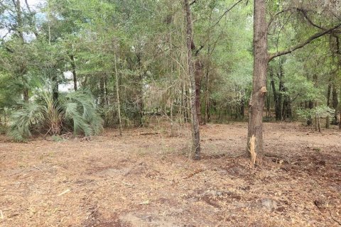 Land in Dunnellon, Florida № 2159202 - photo 18