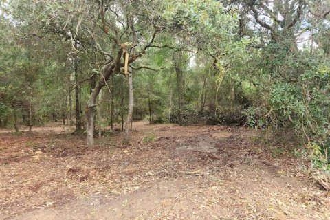 Land in Dunnellon, Florida № 2159202 - photo 12
