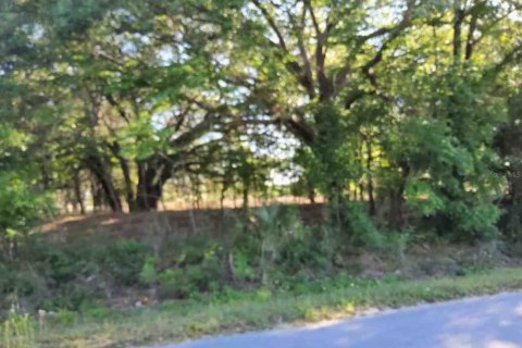Land in Ocklawaha, Florida № 1644115 - photo 4