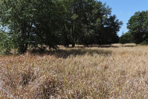 Land in Ocklawaha, Florida № 1644115 - photo 15