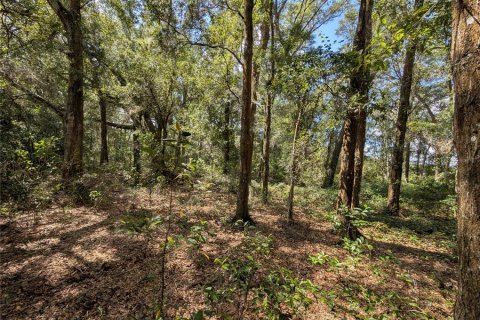 Land in Dunnellon, Florida № 2391223 - photo 2
