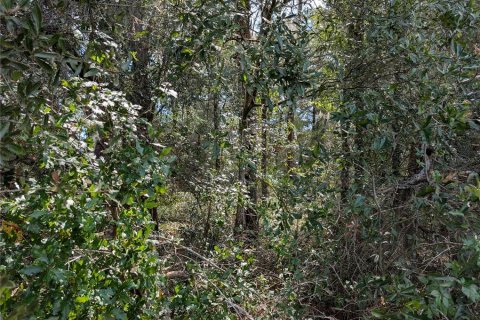Land in Dunnellon, Florida № 2391223 - photo 7