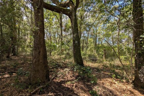 Land in Dunnellon, Florida № 2391223 - photo 5