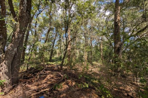 Land in Dunnellon, Florida № 2391223 - photo 4