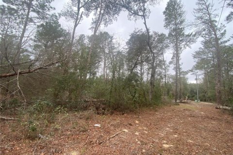 Land in Dunnellon, Florida № 2163623 - photo 5