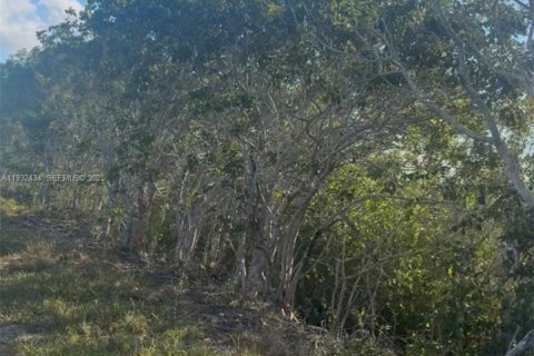 Land in Homestead, Florida № 1990871 - photo 9