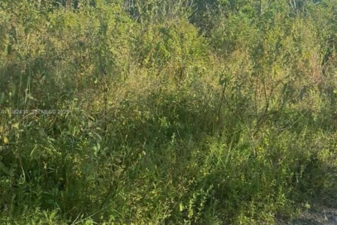 Land in Homestead, Florida № 1990871 - photo 6