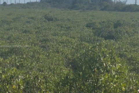 Land in Homestead, Florida № 1990871 - photo 12