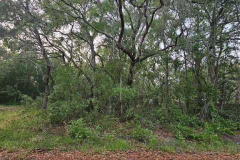 Land in New Port Richey, Florida № 2165996