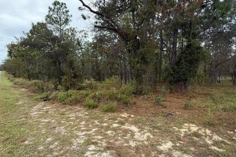 Land in Dunnellon, Florida № 2163599 - photo 3